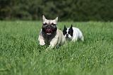 BOULEDOGUE FRANCAIS 709